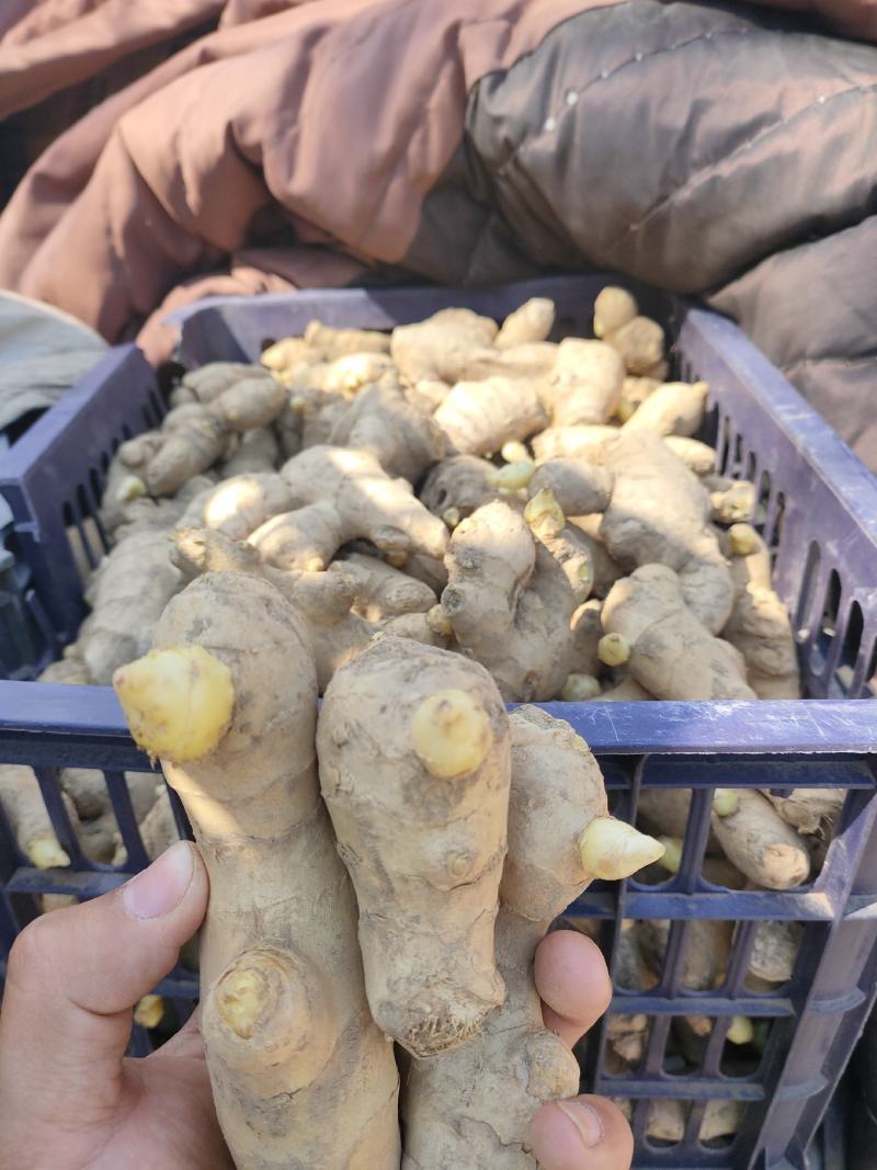 姜种368高产姜种小黄姜姜种催芽姜种提供专业指导