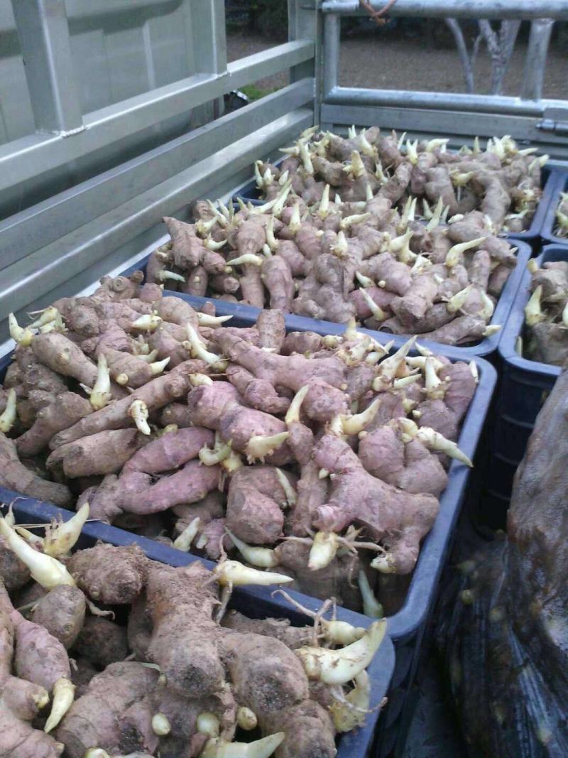姜种368高产姜种小黄姜姜种催芽姜种提供专业指导