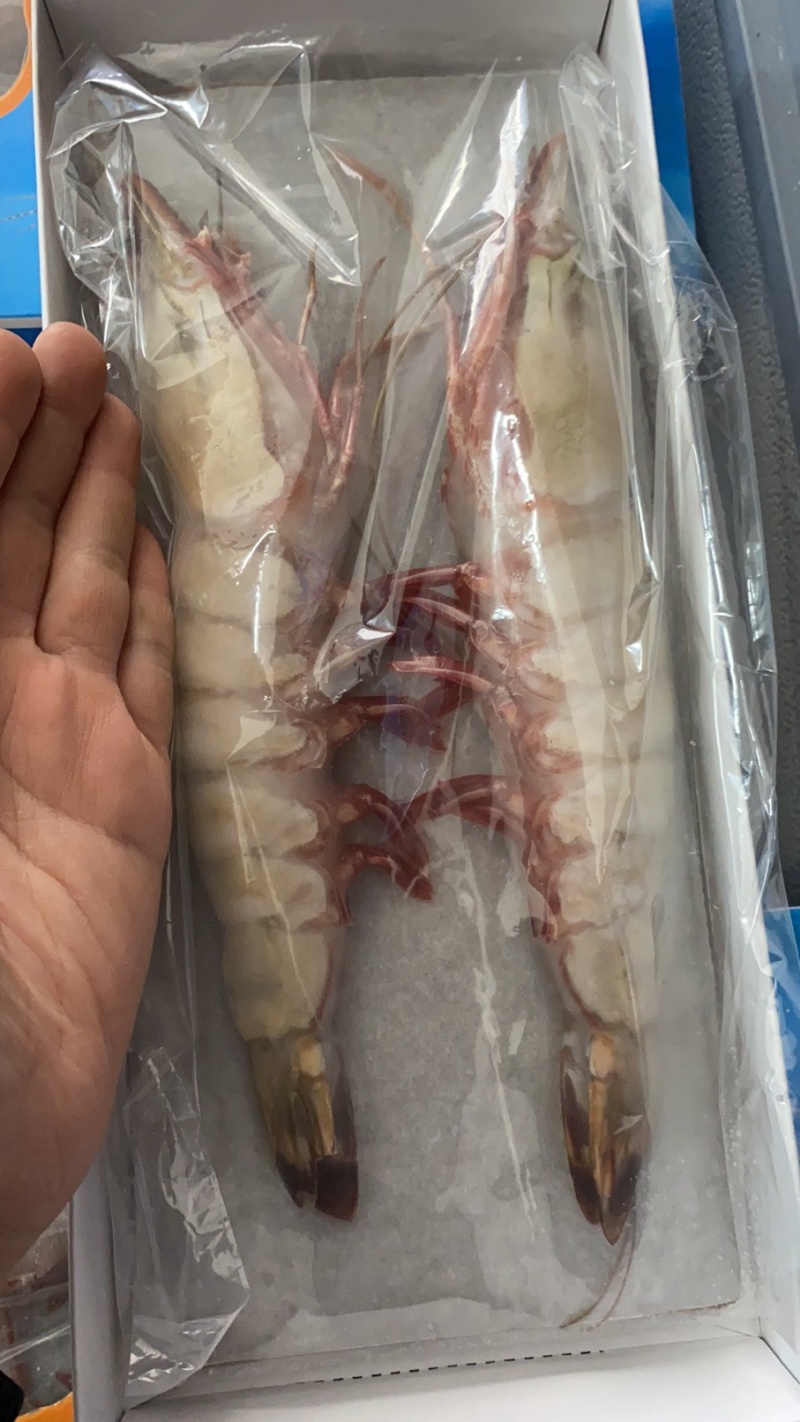 天然黑虎虾草虾水产礼盒