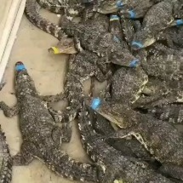 大量批发零售15到20斤的商品鳄鱼肉，一手货源，品质优先