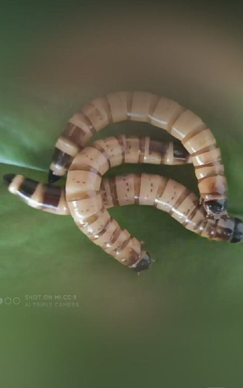 蛋白虫