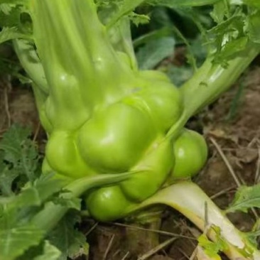 四川儿菜大头菜母子菜抱儿菜羊角菜需要的老板提前联系沟通