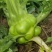 四川儿菜大头菜母子菜抱儿菜羊角菜需要的老板提前联系沟通