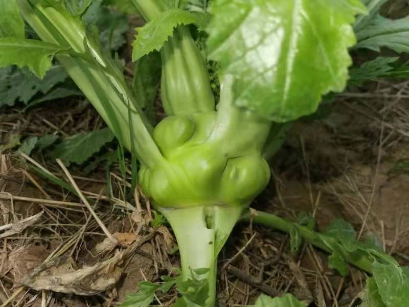四川儿菜大头菜母子菜抱儿菜羊角菜需要的老板提前联系沟通