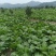 四川儿菜大头菜母子菜抱儿菜羊角菜需要的老板提前联系沟通