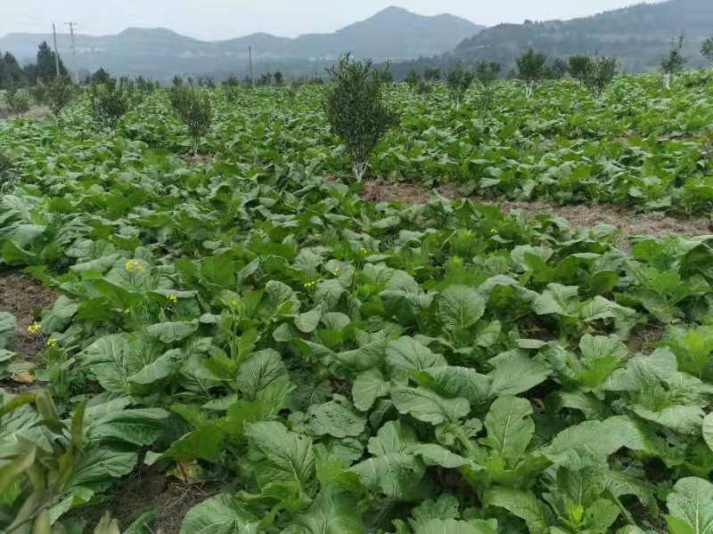 四川儿菜大头菜母子菜抱儿菜羊角菜需要的老板提前联系沟通