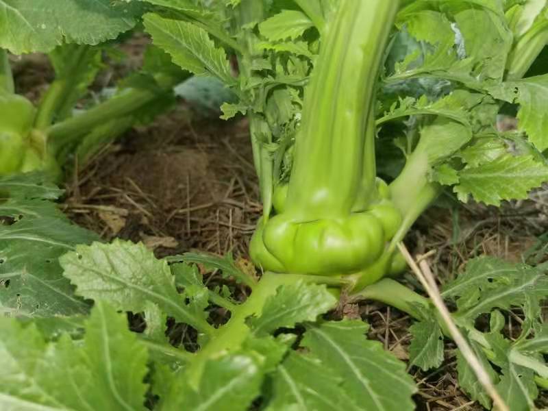 四川儿菜大头菜母子菜抱儿菜羊角菜需要的老板提前联系沟通
