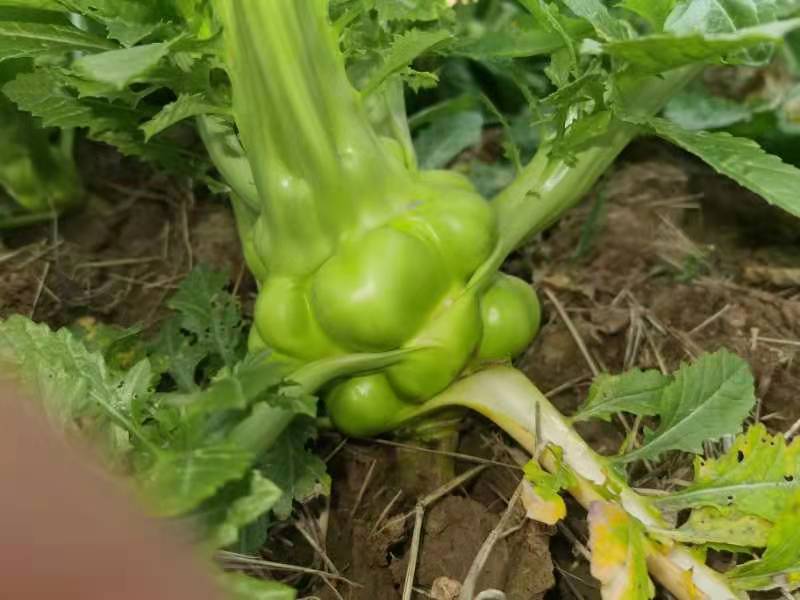 四川儿菜大头菜母子菜抱儿菜羊角菜需要的老板提前联系沟通