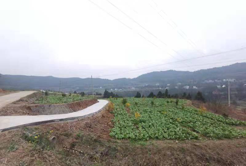 四川儿菜大头菜母子菜抱儿菜羊角菜需要的老板提前联系沟通