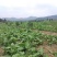 四川儿菜大头菜母子菜抱儿菜羊角菜需要的老板提前联系沟通