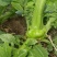 四川儿菜大头菜母子菜抱儿菜羊角菜需要的老板提前联系沟通