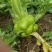 四川儿菜大头菜母子菜抱儿菜羊角菜需要的老板提前联系沟通