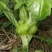 四川儿菜大头菜母子菜抱儿菜羊角菜需要的老板提前联系沟通
