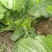 四川儿菜大头菜母子菜抱儿菜羊角菜需要的老板提前联系沟通
