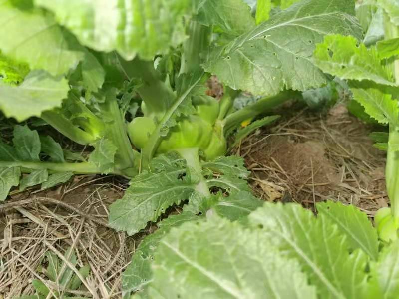 四川儿菜大头菜母子菜抱儿菜羊角菜需要的老板提前联系沟通