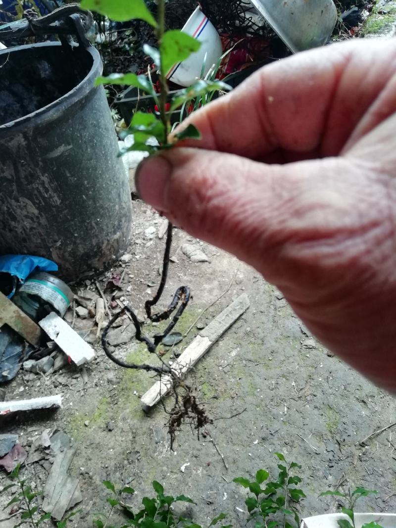 金弹子苗金弹子根艺胚芽苗弯弯拐拐苗，包邮