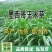 进口墨西哥玉米草种子优12阔叶玉米草猪羊牛鱼兔养殖草籽高
