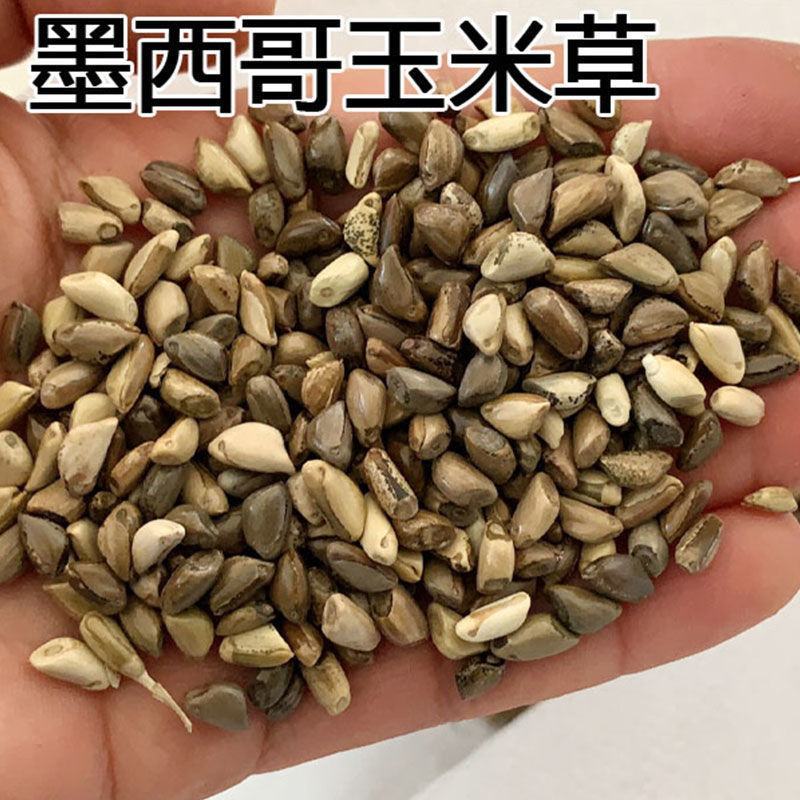 进口墨西哥玉米草种子优12阔叶玉米草猪羊牛鱼兔养殖草籽高