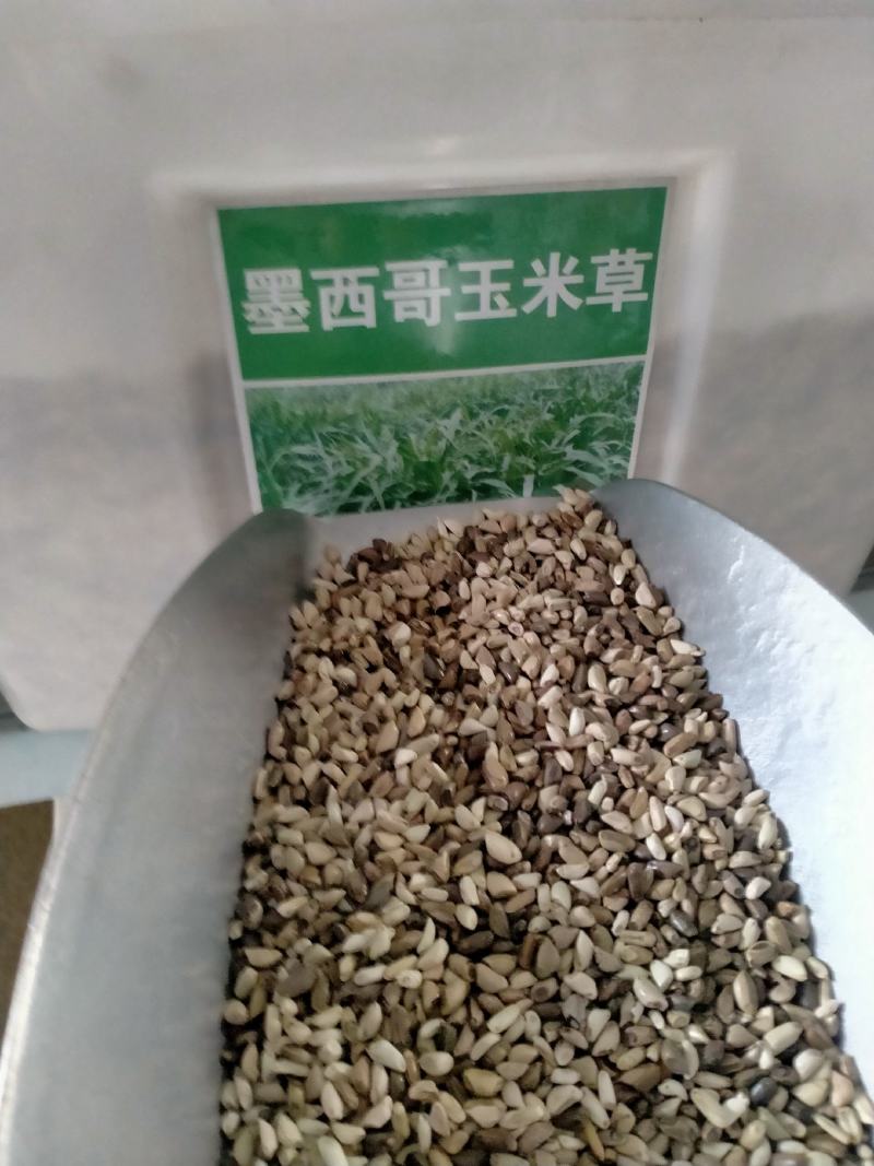 进口墨西哥玉米草种子优12阔叶玉米草猪羊牛鱼兔养殖草籽高