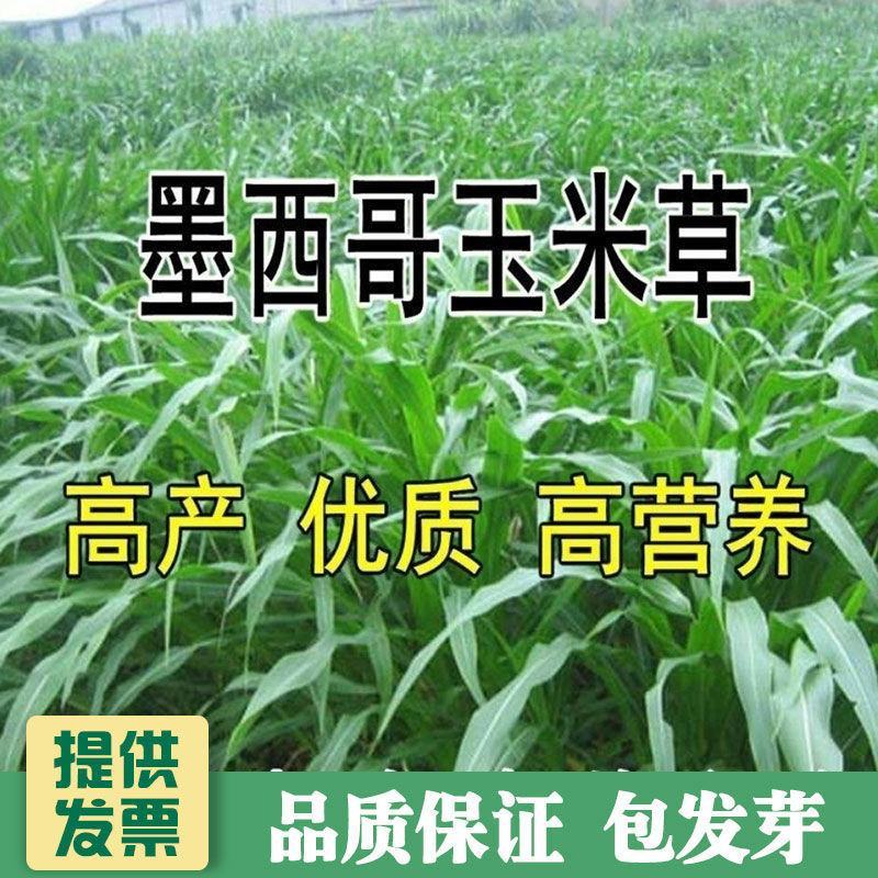 进口墨西哥玉米草种子优12阔叶玉米草猪羊牛鱼兔养殖草籽高