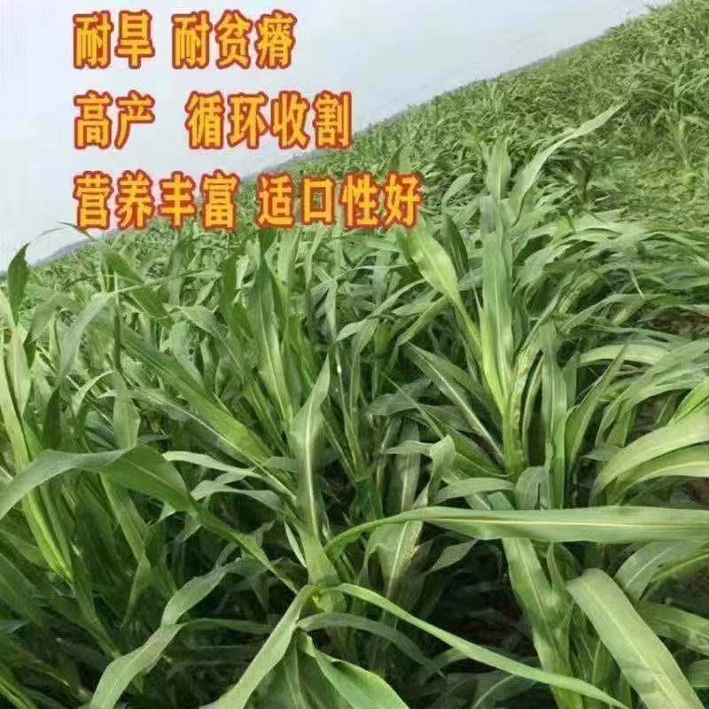 进口墨西哥玉米草种子优12阔叶玉米草猪羊牛鱼兔养殖草籽高