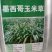 进口墨西哥玉米草种子优12阔叶玉米草猪羊牛鱼兔养殖草籽高