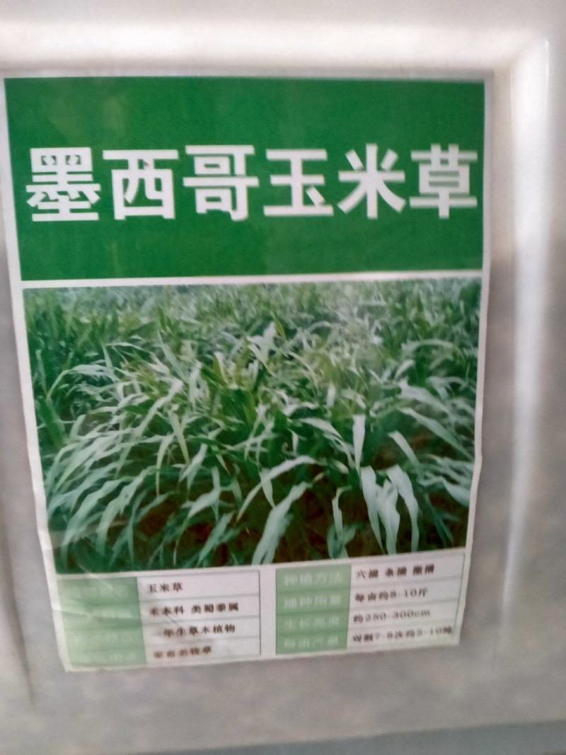 进口墨西哥玉米草种子优12阔叶玉米草猪羊牛鱼兔养殖草籽高