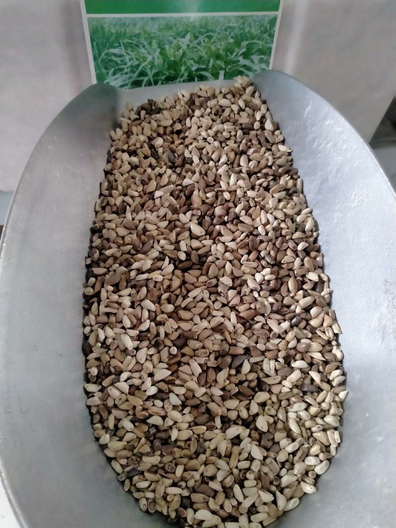 进口墨西哥玉米草种子优12阔叶玉米草猪羊牛鱼兔养殖草籽高