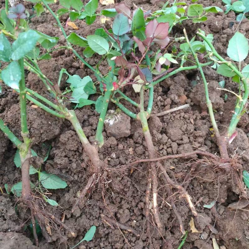 红玫瑰苗常年供应，期待合作，共同发展