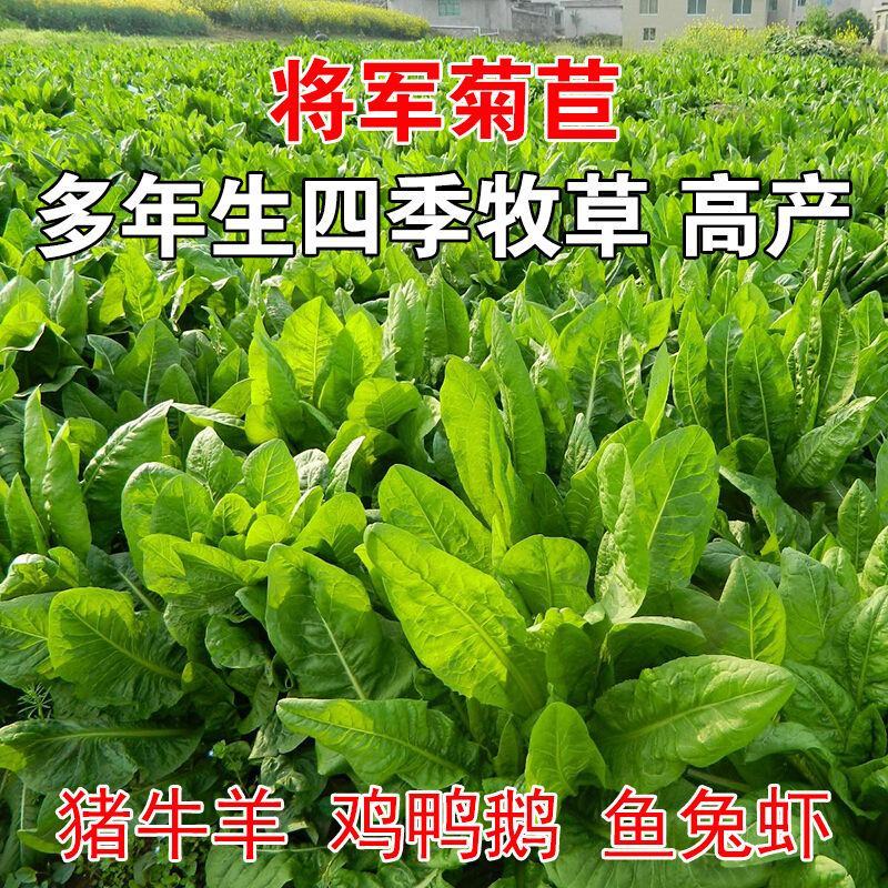 大叶菊苣种子四季多年生牧草养殖猪鸡鹅鱼羊兔耐寒将军菊苣草