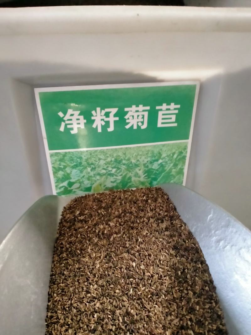 大叶菊苣种子四季多年生牧草养殖猪鸡鹅鱼羊兔耐寒将军菊苣草