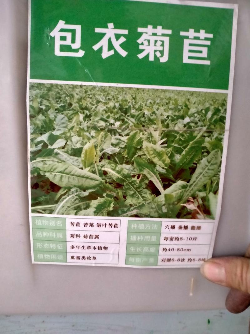 大叶菊苣种子四季多年生牧草养殖猪鸡鹅鱼羊兔耐寒将军菊苣草