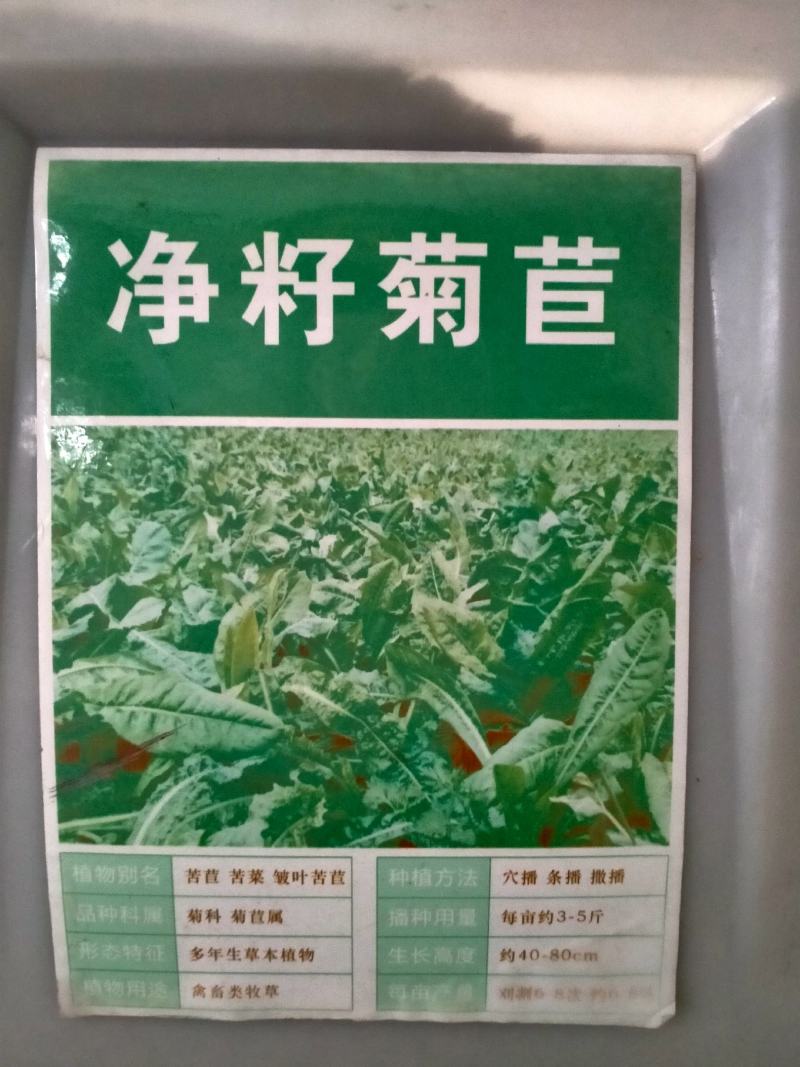 大叶菊苣种子四季多年生牧草养殖猪鸡鹅鱼羊兔耐寒将军菊苣草