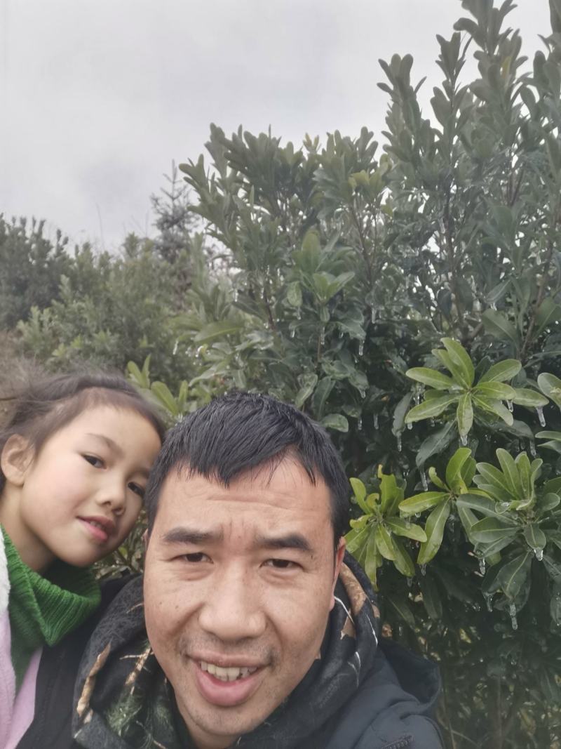 出售一千五百棵三年杨梅苗