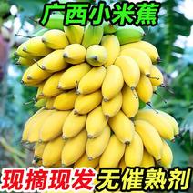 【包邮】一件代发正宗广西小米蕉香蕉西贡蕉皇帝蕉产地直发