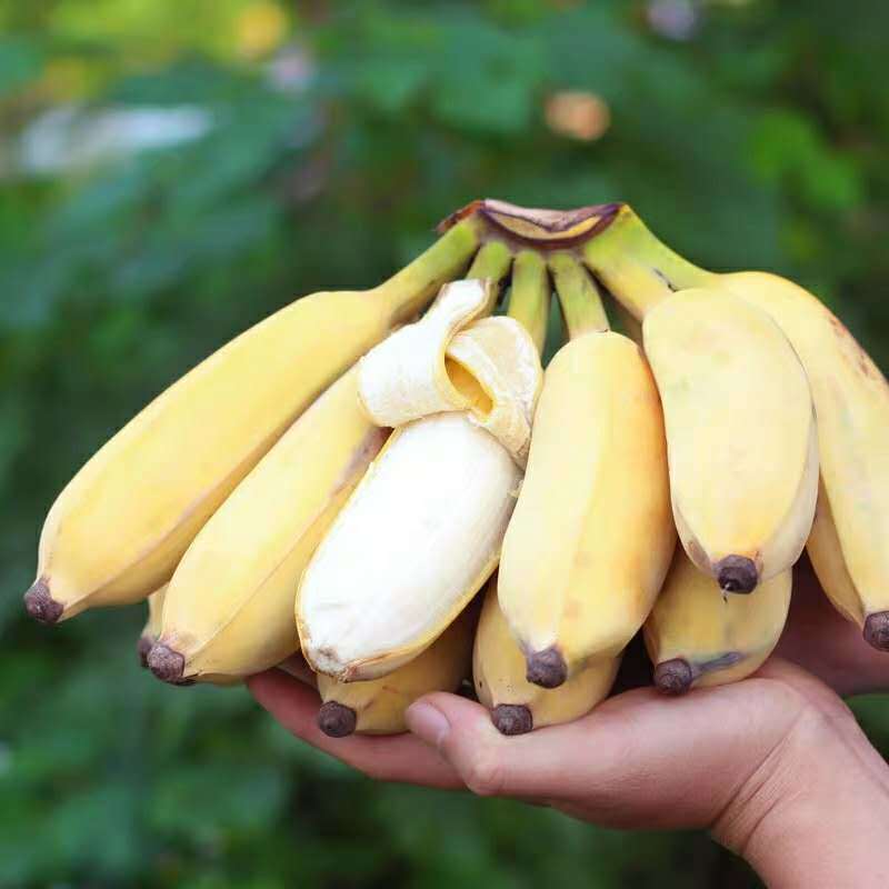 【包邮】一件代发正宗广西小米蕉香蕉西贡蕉皇帝蕉产地直发