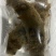 活体海参，全国发货，保货，一件代发，无沙，可以直食