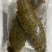 活体海参，全国发货，保货，一件代发，无沙，可以直食