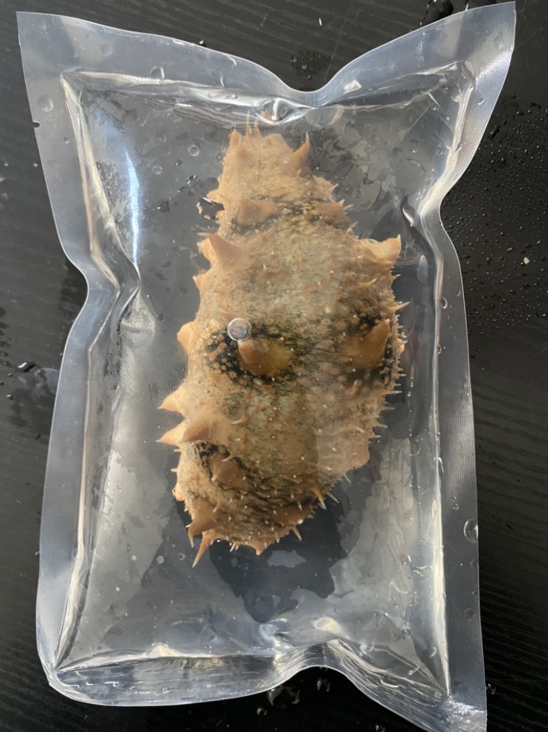 活体海参，全国发货，保货，一件代发，无沙，可以直食