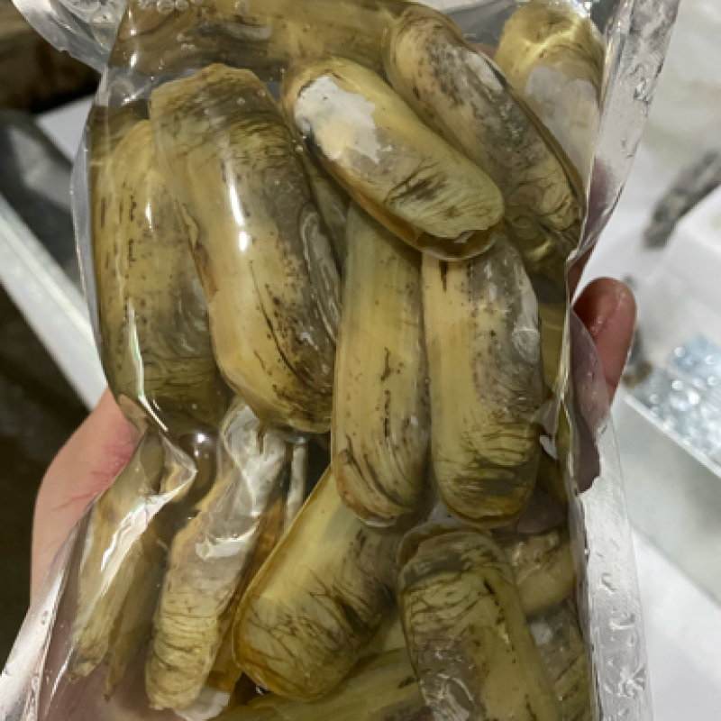 小人鲜活体精华全国发货小蛏子，全国保活发货。