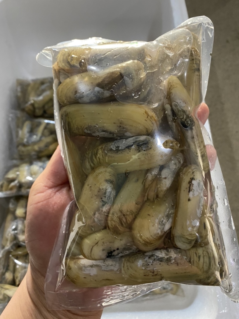 小人鲜活体精华全国发货小蛏子，全国保活发货。