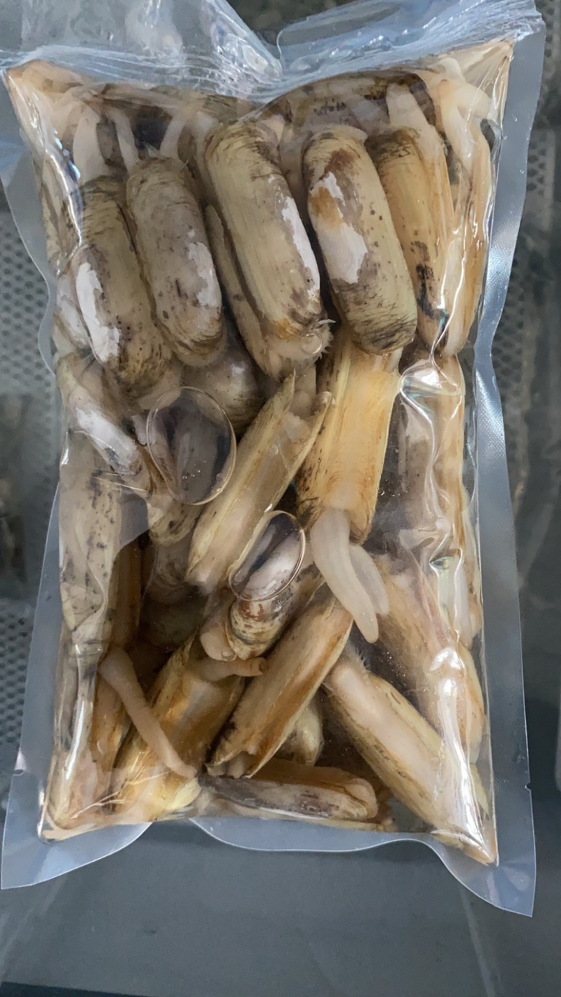 小人鲜活体精华全国发货小蛏子，全国保活发货。