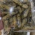 小人鲜活体精华全国发货小蛏子，全国保活发货。