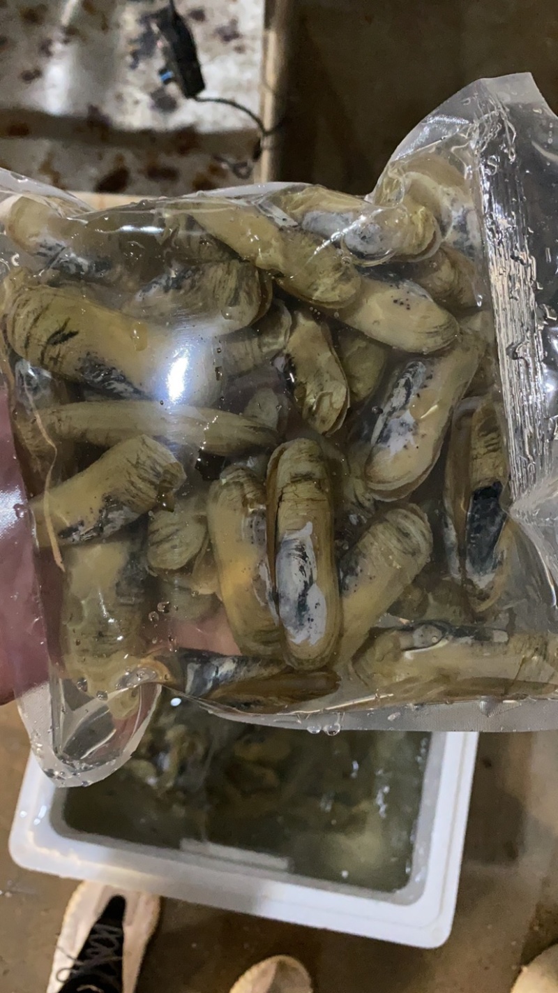 小人鲜活体精华全国发货小蛏子，全国保活发货。