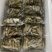 小人鲜活体精华全国发货小蛏子，全国保活发货。