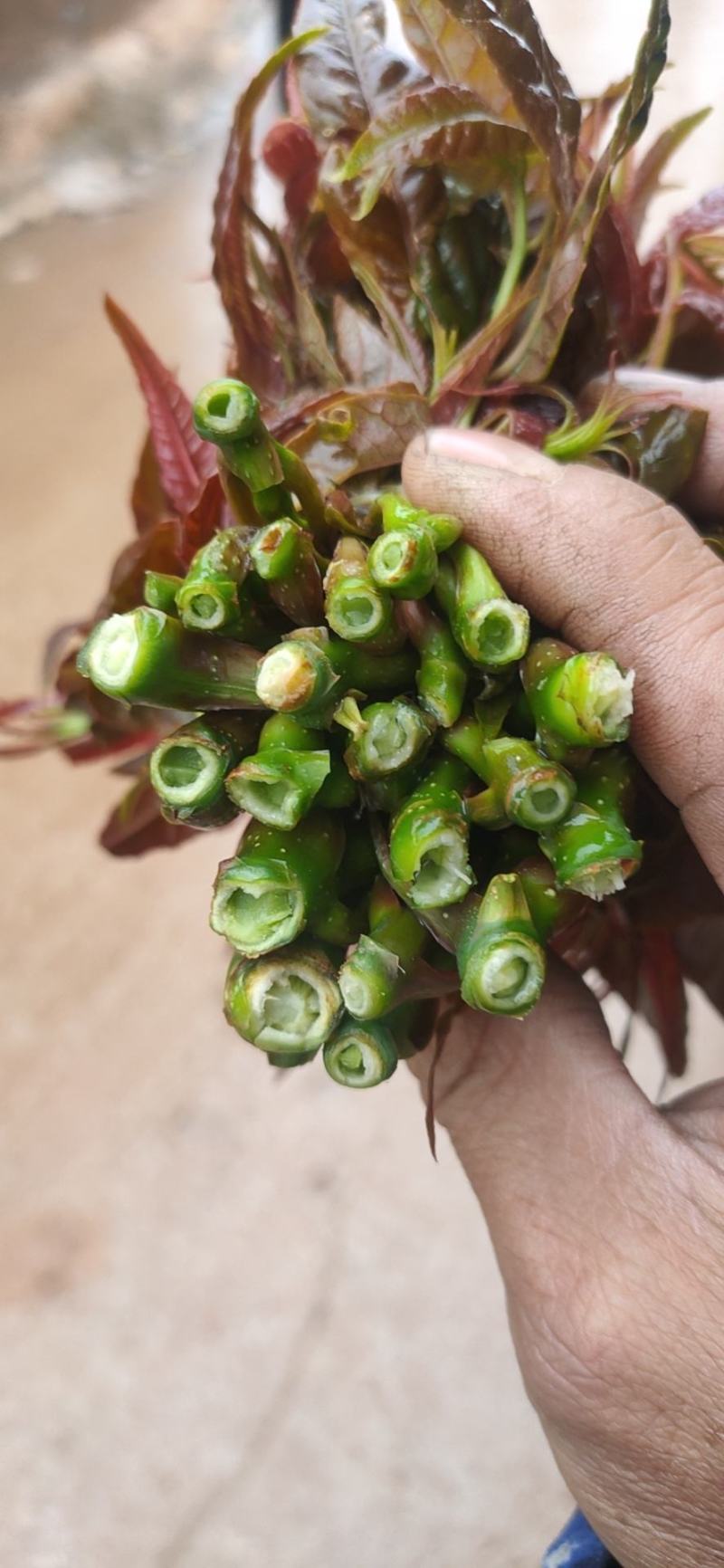 精品香椿芽？可每天供货500公斤
