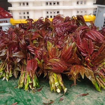 精品香椿芽？可每天供货500公斤