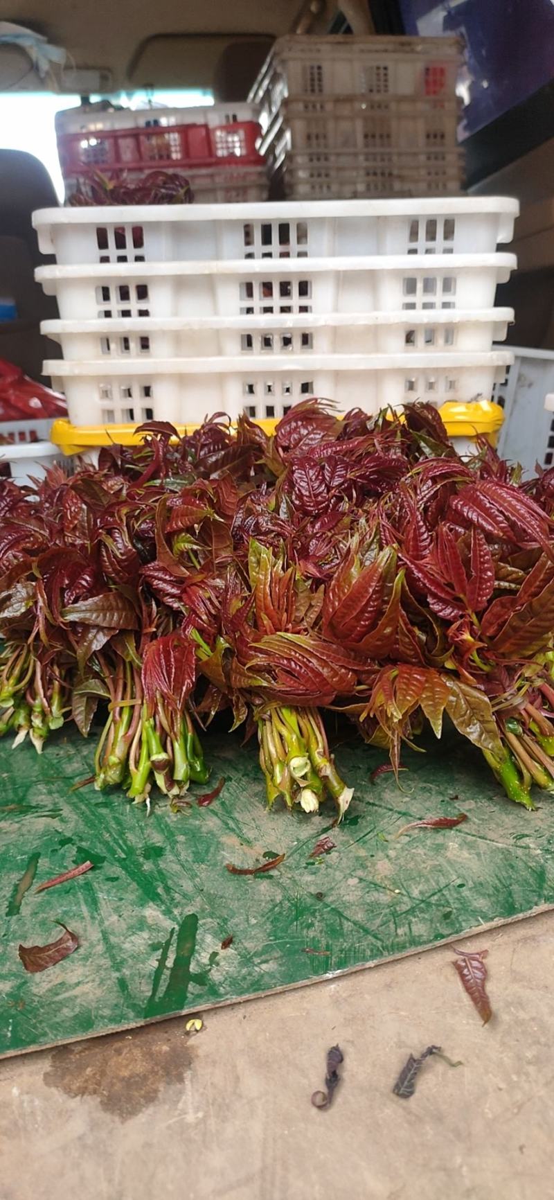 精品香椿芽？可每天供货500公斤