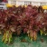 精品香椿芽？可每天供货500公斤