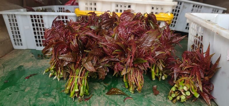 精品香椿芽？可每天供货500公斤